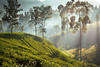 Ceylon Tea Trails