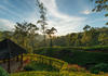 Ceylon Tea Trails